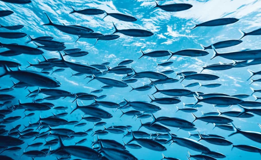 Estudo da Universidade do Algarve na base da discussão de transporte de peixes vivos na UE