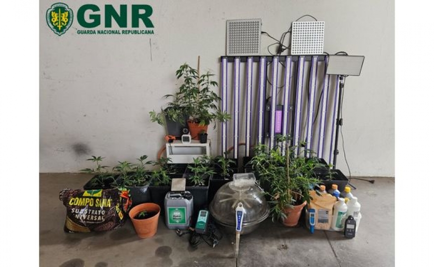 Tavira – Desmantelamento de estufa de canábis