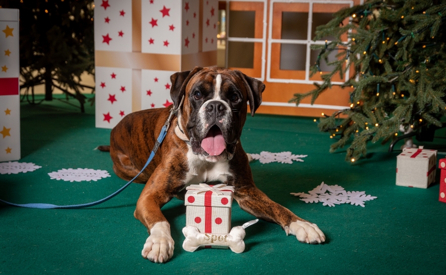 MAR Shopping Algarve promove sessões de fotografia para animais