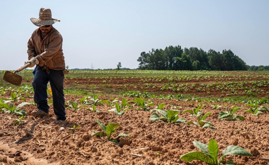 Calendário de plantações agrícolas: o que plantar em cada mês do ano