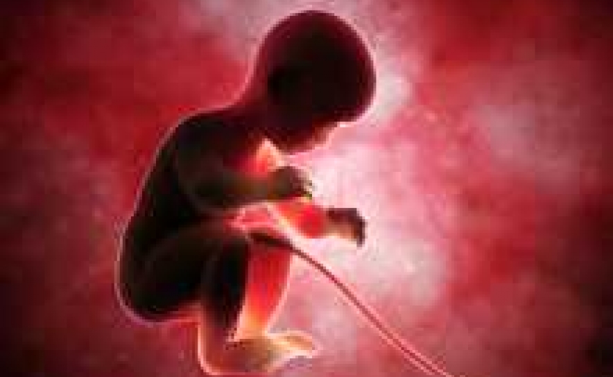 CÉLULAS ESTAMINAIS DO TECIDO DO CORDÃO UMBILICAL COM POTENCIAL PARA TRATAR DISPLASIA BRONCOPULMONAR EM BEBÉS PREMATUROS 
