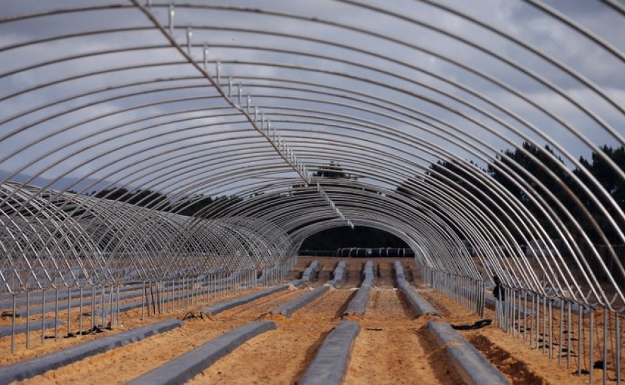 Empresas agrícolas em Odemira receberam benefícios fiscais superiores 500.000 euros em 2019