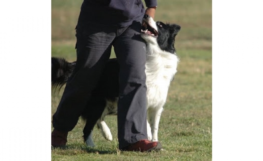 CÃES COM TREINO GARANTEM MAIOR INDEPENDÊNCIA A  PESSOAS COM PROBLEMAS DE AUDIÇÃO