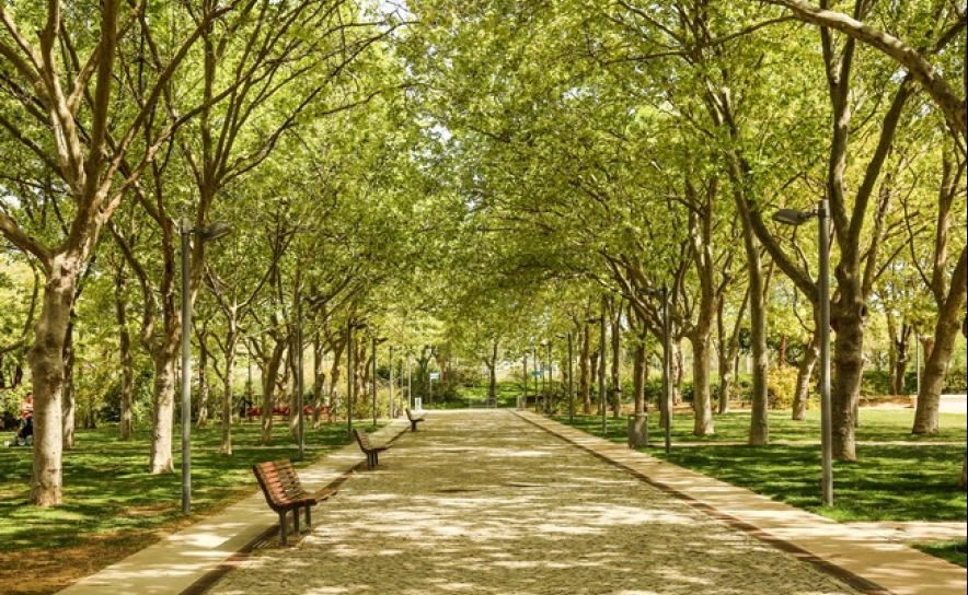LAGARTA DO PINHEIRO: DESINFESTAÇÃO DE PINHEIROS NO PARQUE MUNICIPAL DE LOULÉ
