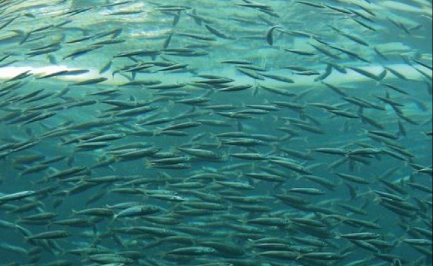 Centro científico algarvio integra projeto europeu para estimular aquacultura