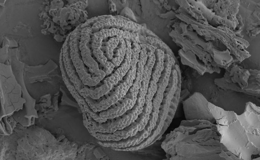 INVESTIGADOR DA UALg  DESCOBRE NOVA ESPÉCIE DE PLANTA  AQUÁTICA 