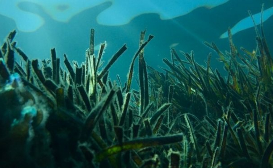 Novo estudo diz-nos onde é que o fundo do mar armazena o carbono