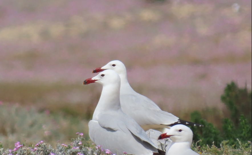 Projeto LIFE Ilhas Barreira recupera habitats e populações de aves na Ria Formosa