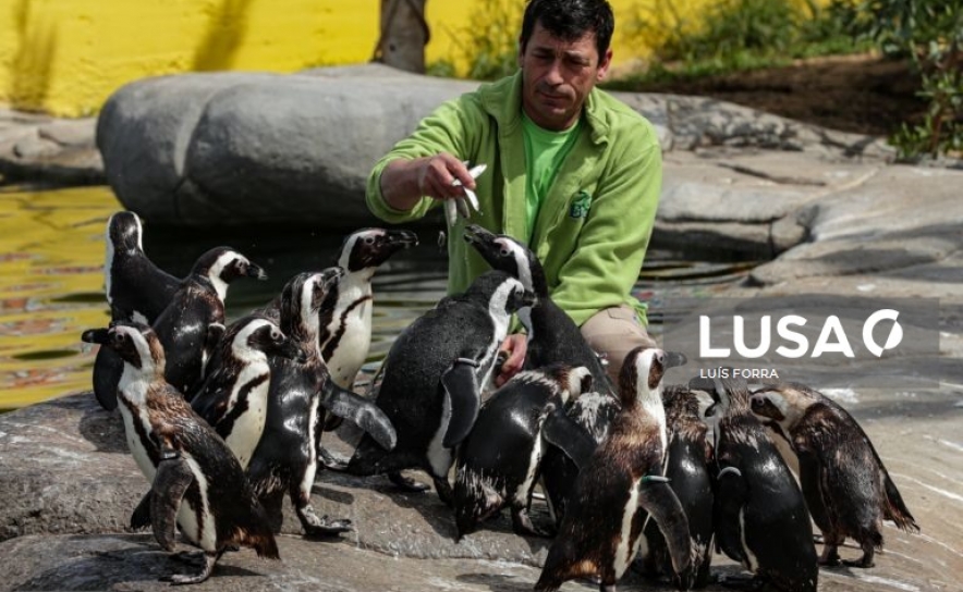 Zoo de Lagos encerrado pela primeira vez em 20 anos mantém rotinas dos animais