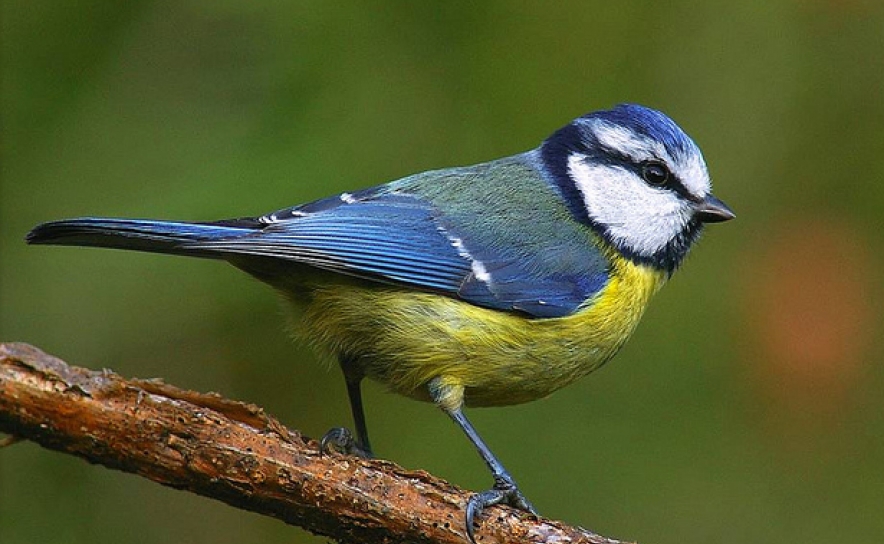 ORNITOLOGIA | À Descoberta da Avifauna da Fonte Benémola