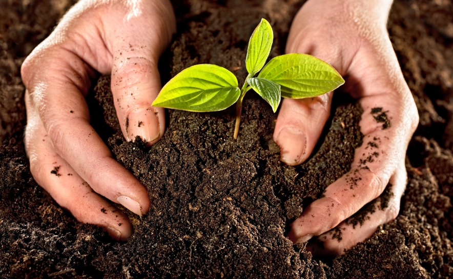 CCDR Algarve apresenta Estudo sobre o Impacto Económico da Agricultura na região