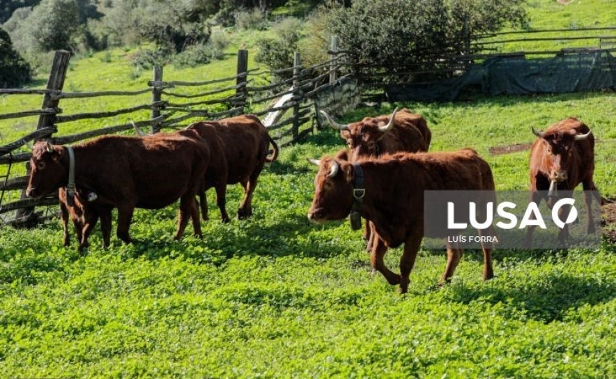 Em vias de extinção vaca algarvia é «salva» por projeto de recuperação
