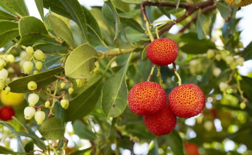 Produtores lamentam contestação alentejana à indicação «Medronho Algarve»