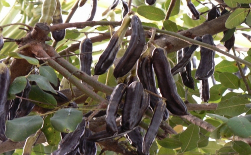 Empresa algarvia cria bebida vegetal de alfarroba 100% natural