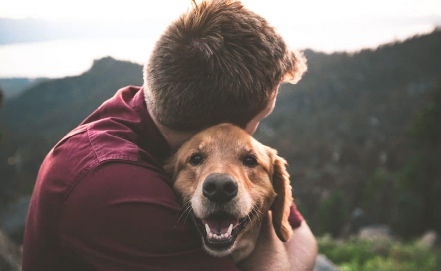 Para 55% dos portugueses, viajar com os animais de estimação é importante