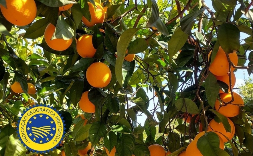 ALGARVE é a escolha para a realização do Congresso Internacional de Citrinos 2032 ALGARVE é a escolha para a realização do Congresso Internacional de Citrinos 2032