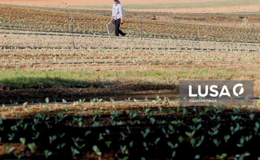 Jovens Agricultores exigem mais apoios e dizem que Ministério da Agricultura está «desmantelado»