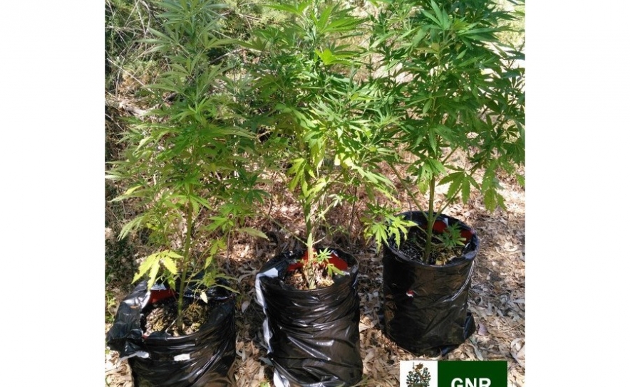 GNR apreende plantas de cannabis em Almancil e Alcoutim