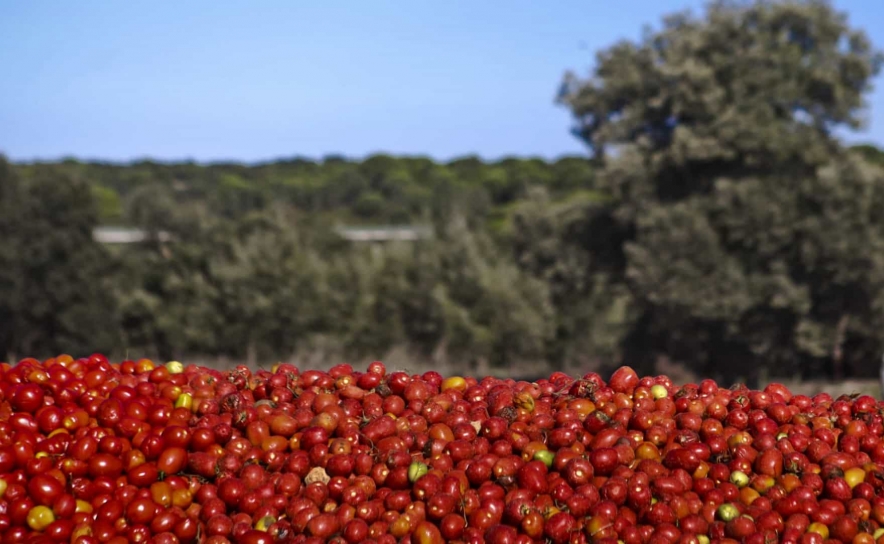 Produtores vão gastar até mais 1.500 euros por hectare com escalada de preços