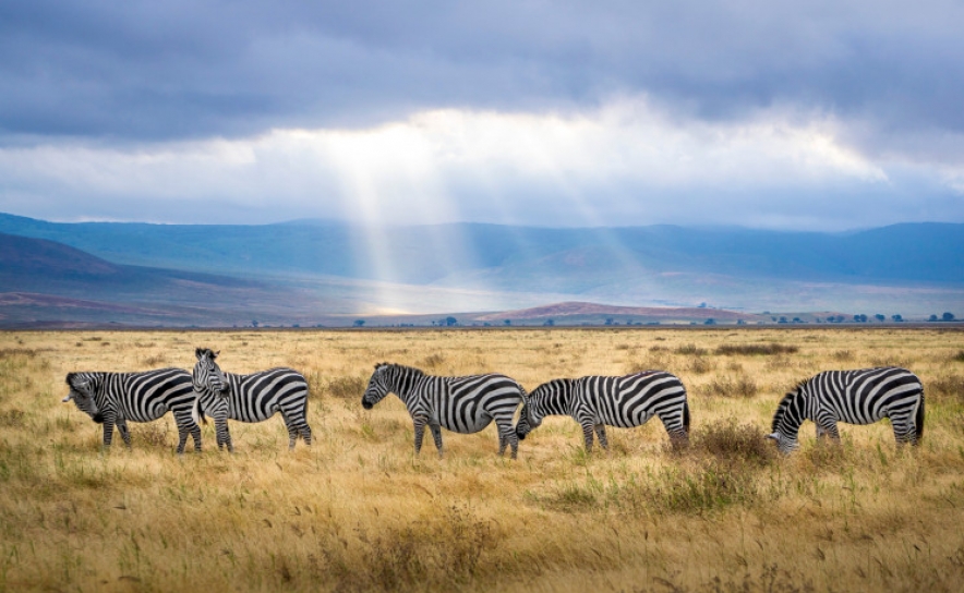 Fazer um safari no Alentejo? Sim, em Almodôvar