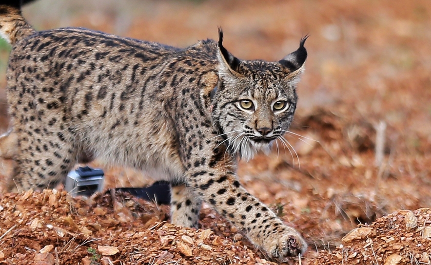 ICNF apresenta complexo de treino e recuperação de lince-ibérico