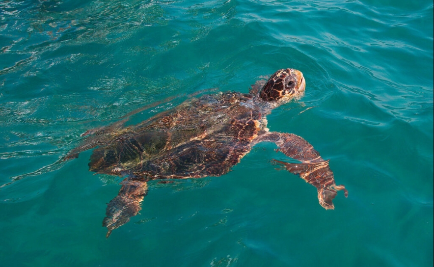Devolvida ao mar em Faro tartaruga reabilitada encontrada presa em redes de pesca