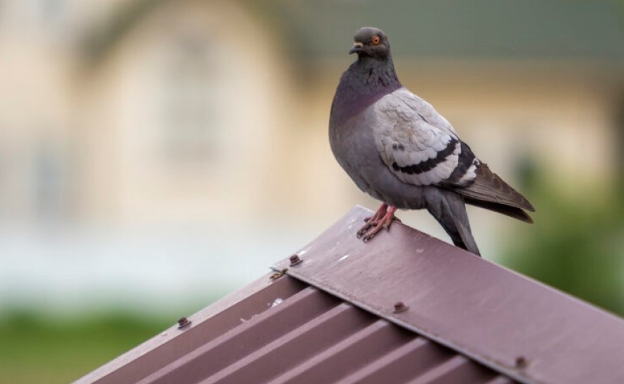 Parlamento aprova proibição do «tiro aos pombos» de cativeiro proposta pelo PAN