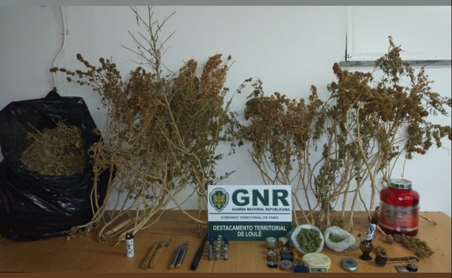 Almancil | Apreensão de cerca de 5 quilos e 24 plantas de cannabis