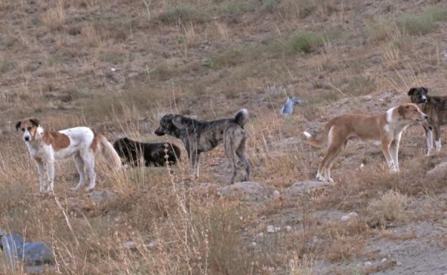 Rogério Bacalhau visita amanhã projeto sobre animais errantes na Praia de Faro