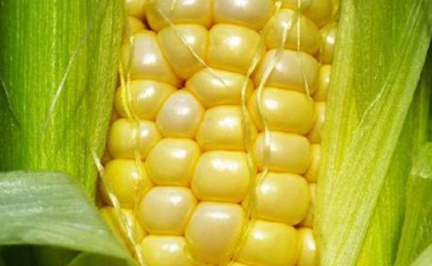 Algarve é a única zona portuguesa sem cultura de milho geneticamente modificado