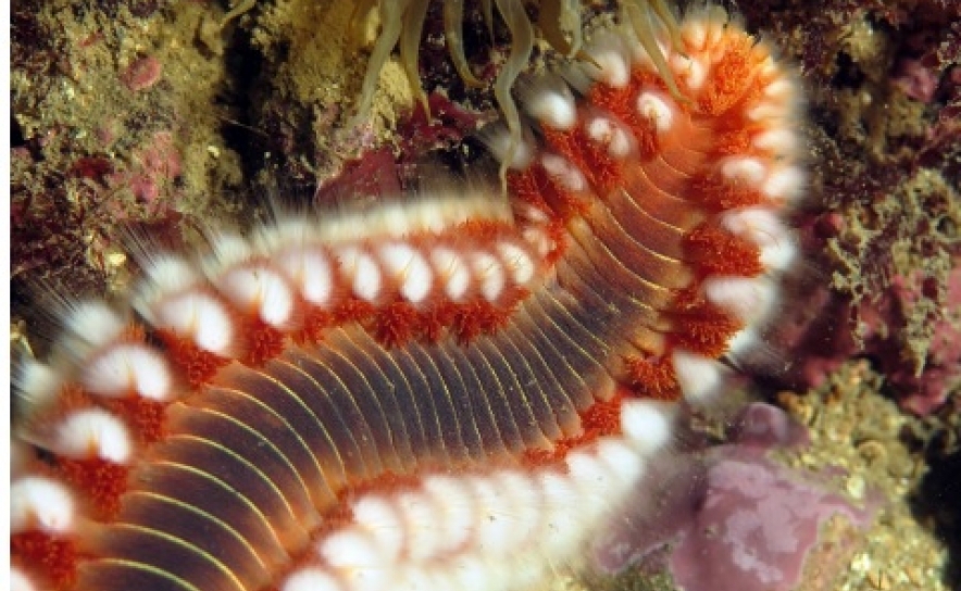 Mergulhar em busca do verme de fogo no Algarve