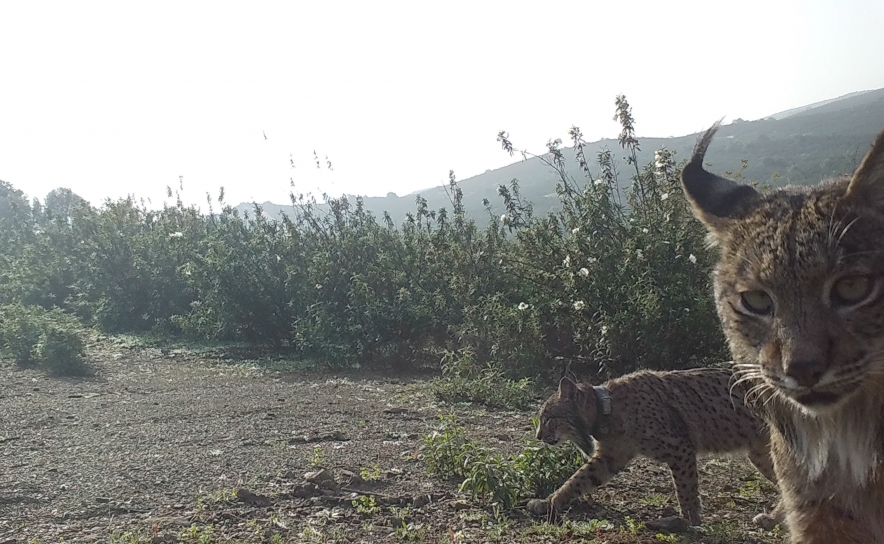 Libertação de linces-ibéricos em Alcoutim alarga área de reintrodução ao Algarve