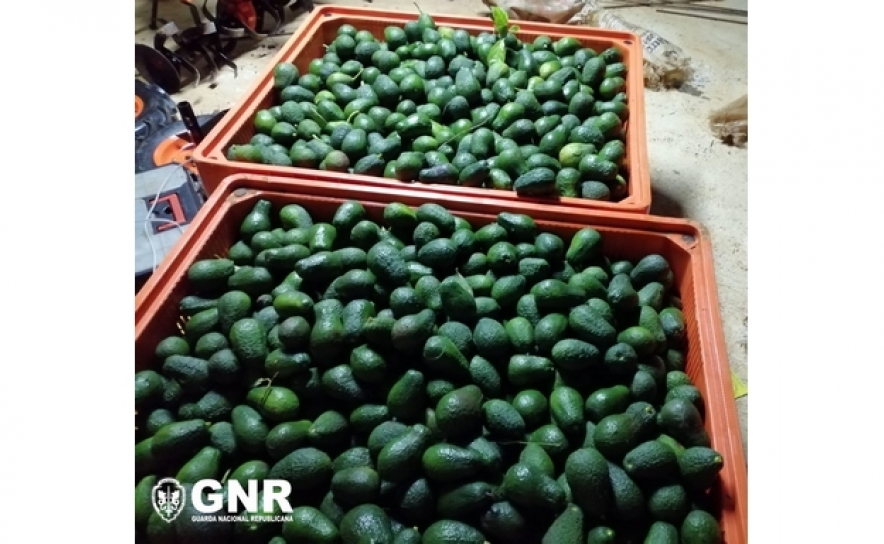 Silves – Detido em flagrante por furto de mais de meia tonelada de abacates