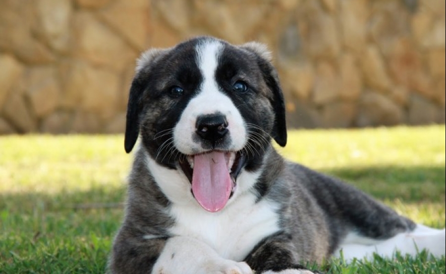 I CONCURSO REGIONAL DO RAFEIRO DO ALENTEJO ACONTECE EM LOULÉ