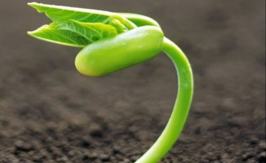 Alentejo 2020: quatro novos concursos abertos para as empresas