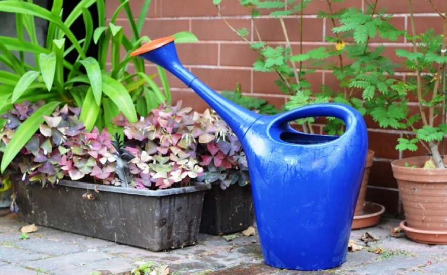 Cuidar das plantas: ideias práticas para mantê-las vivas quando fores de férias