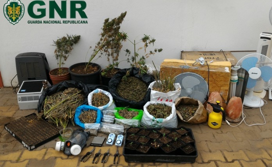 GNR apreende 9,4 quilos de cannabis e 20 plantas desta droga no Algarve 
