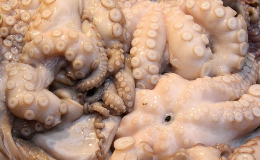 CCMAR promove encontro para discutir a pesca do polvo