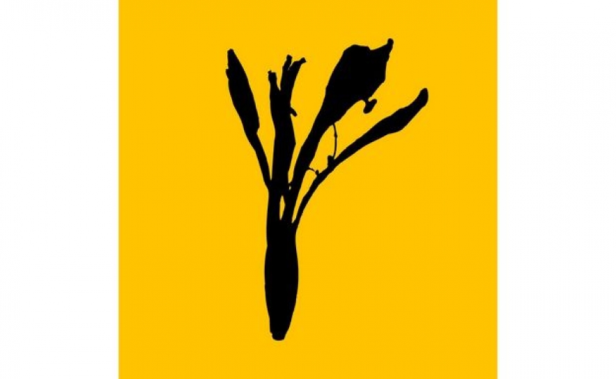 Amarelo Silvestre cria espetáculo protagonizado pelo problema da habitação em Portugal