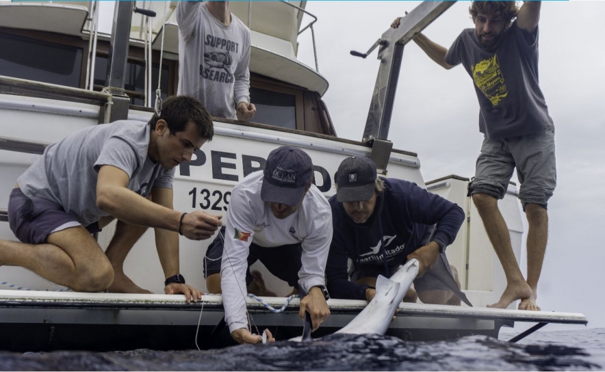 Estudante da UAlg lidera projeto para Conservação Marinha através da SEA-EU Estudante da UAlg lidera projeto para Conservação Marinha através da SEA-EU