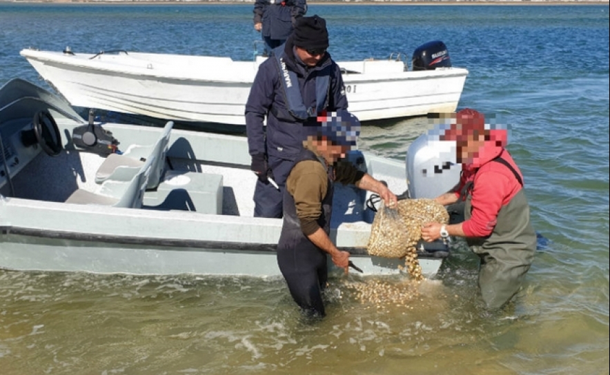 Polícia Marítima apreende meia tonelada de berbigão imaturo na Ria Formosa