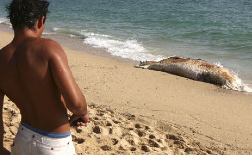 Baleia anã com cerca de 4 metros dá à costa em Vale do Lobo, no Algarve