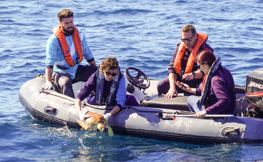 Vénus, a mais recente tartaruga marinha reabilitada no Porto d’Abrigo do Zoomarine regressou ontem ao mar