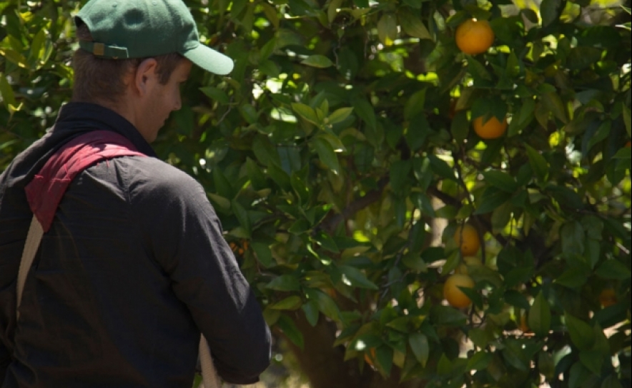 Contratação de jovens pode ajudar setor com falta de mão-de-obra - citricultores algarvios
