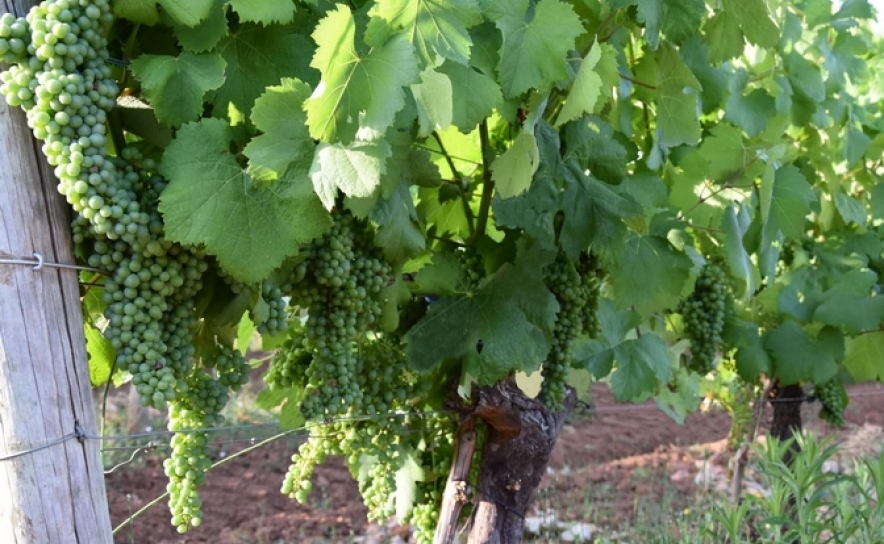 LOULÉ CRIATIVO PROPÕE WORKSHOP DE VINDIMAS NA QUINTA DA TÔR