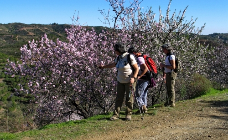 «Caminho da Amendoeira» já tem manto branco e rosa