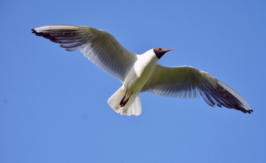 Maior evento de Natureza do ano começa esta semana