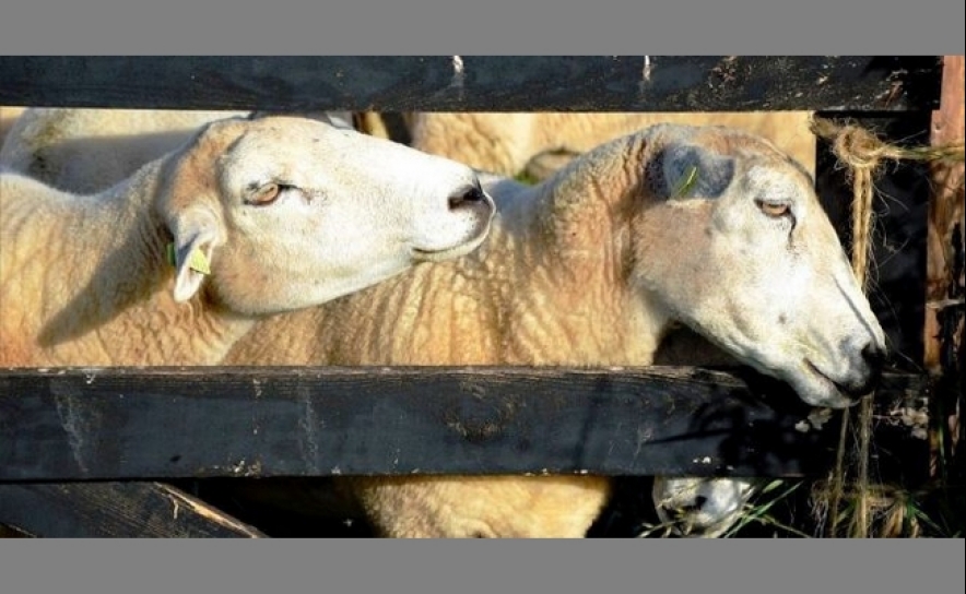 Declaração obrigatória de existências de ovinos e caprinos tem de ser feita em Janeiro