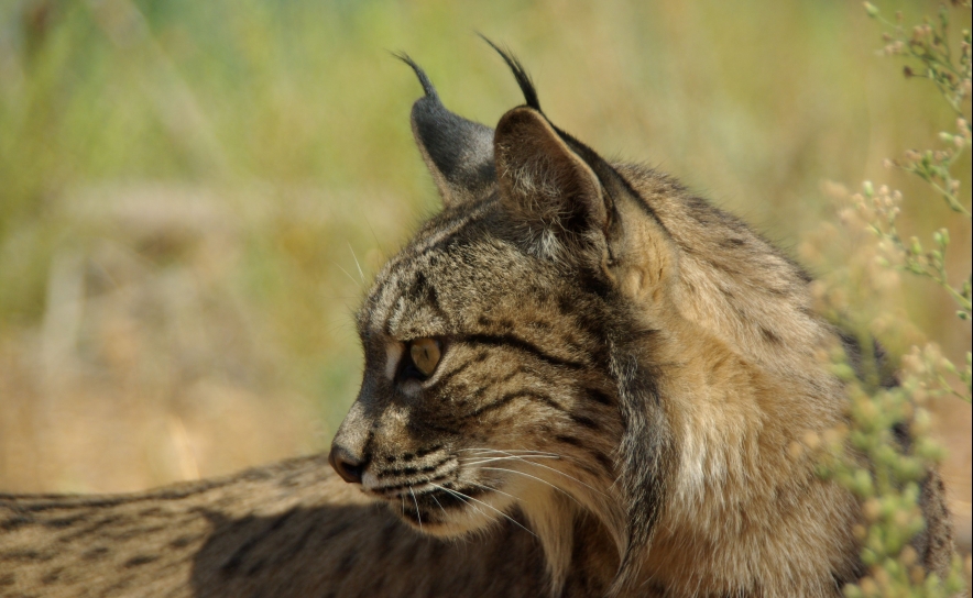 Castelo de Silves acolhe Exposição “No Caminho Do Lince Ibérico” 