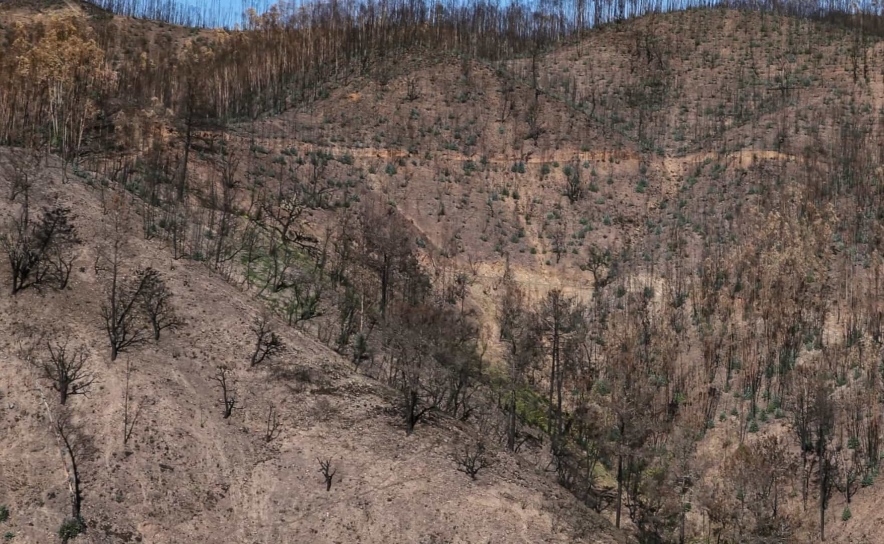 Incêndios: Tribunal de Contas aponta atrasos nos apoios aos lesados de Monchique